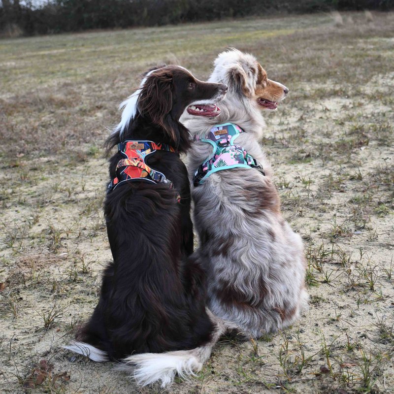 Goofy Goldens - 7