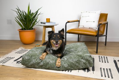 Molly Mutt Europe