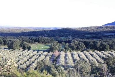 Canigooil - Llàgrimes del Canigó