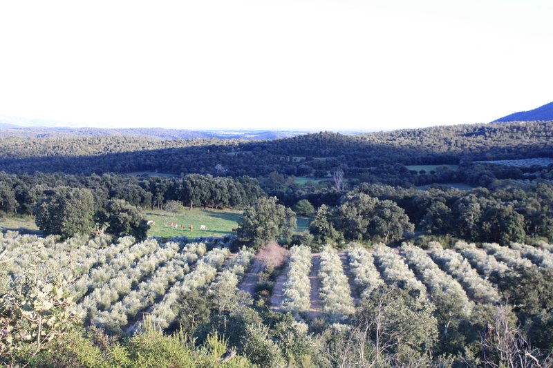 Canigooil - Llàgrimes del Canigó - 3