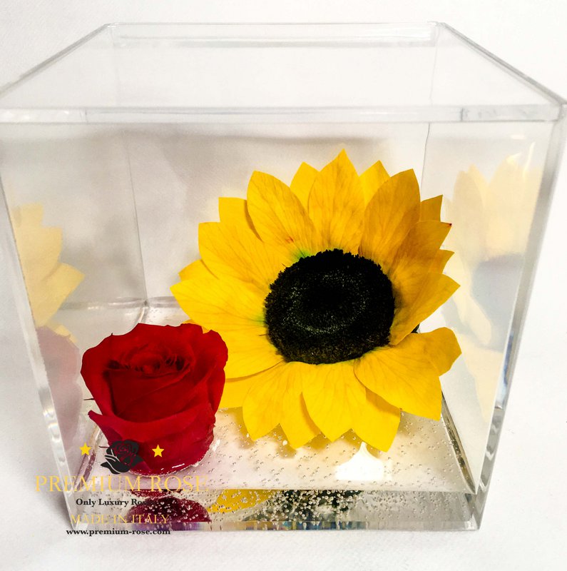 Premium Rose - 7