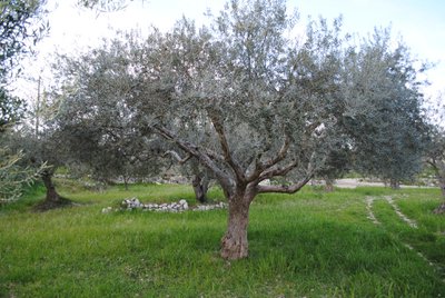 TENUTA GIANNONE