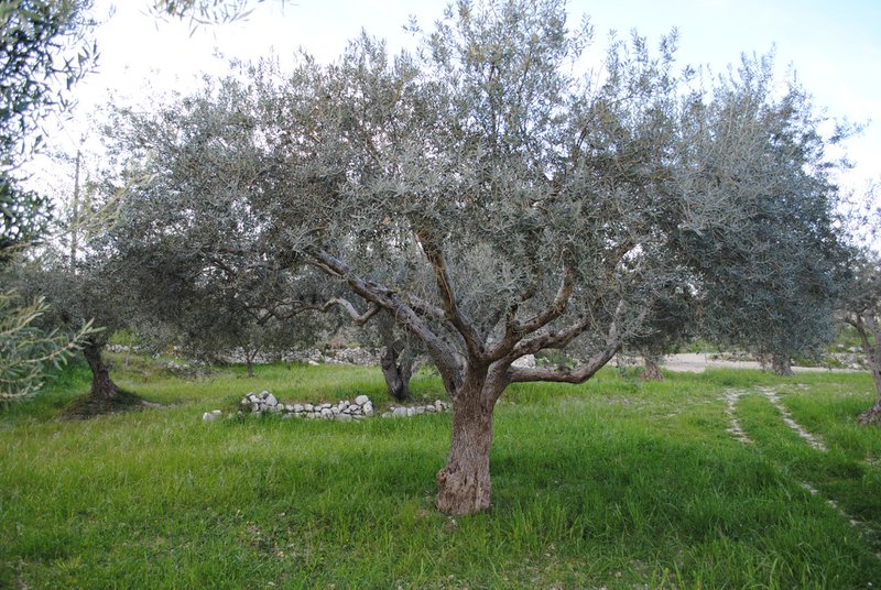 TENUTA GIANNONE - 1