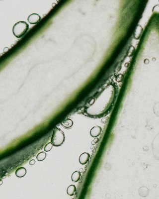 HEJ ORGANIC
