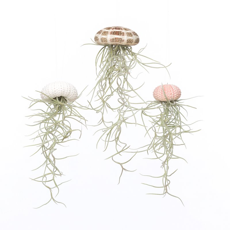 Airplantshop - 5