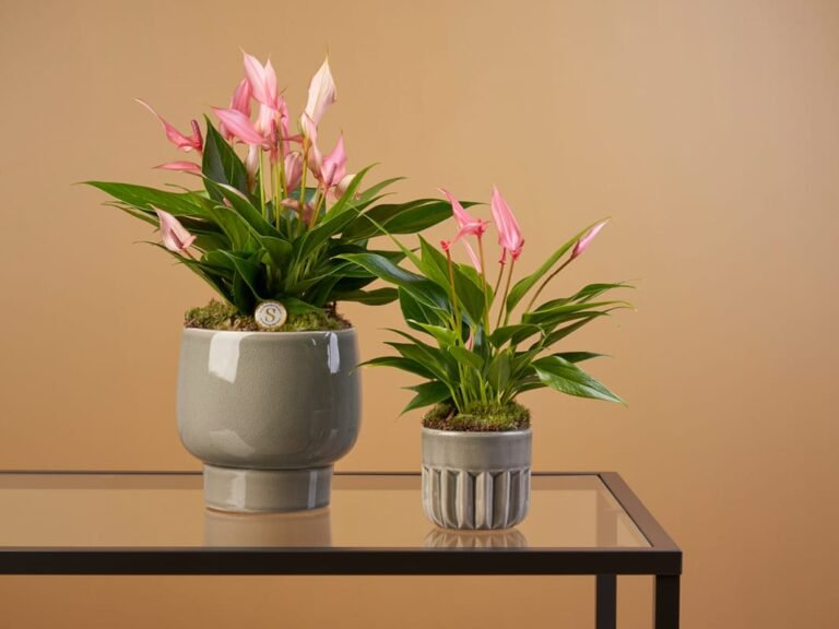 Blooming Luxury - 5