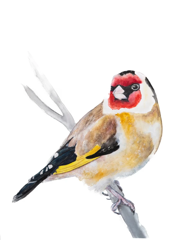 Studio Angelart - 5
