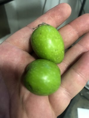 TENUTA LA NOCELLARA DI CIATO MATTIA