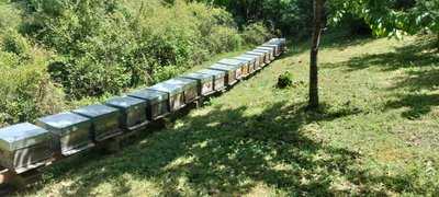 Hives Bio | Honey products