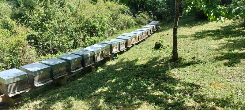 Hives Bio | Honey products - 4