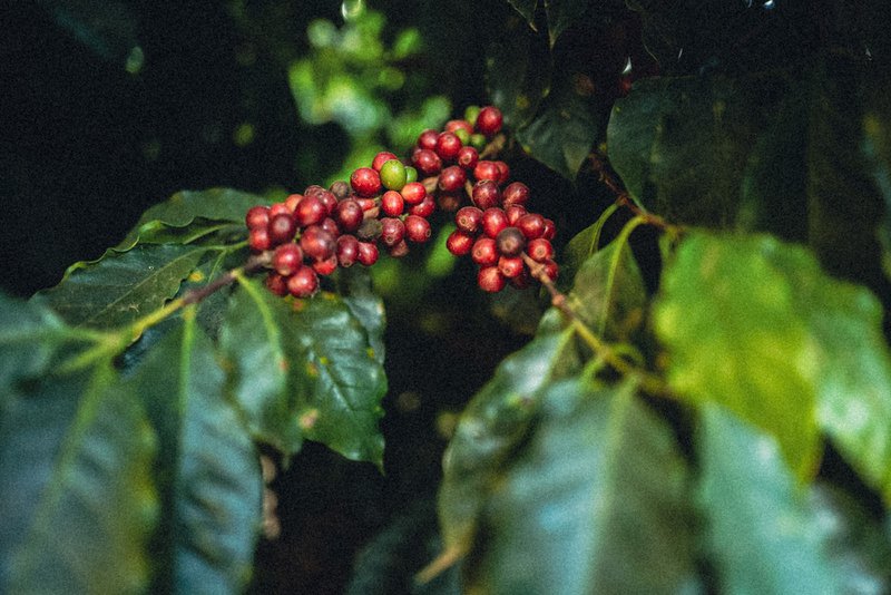 Golden Coffee GmbH (Franz Morish Kaffeerösterei) - 4