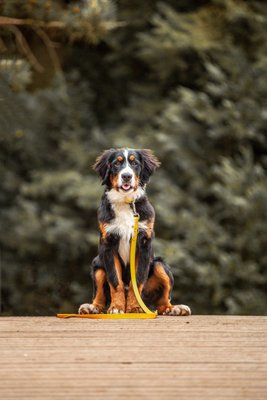 Lucky Leash