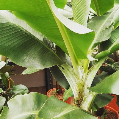 MEERgroothandel Planten