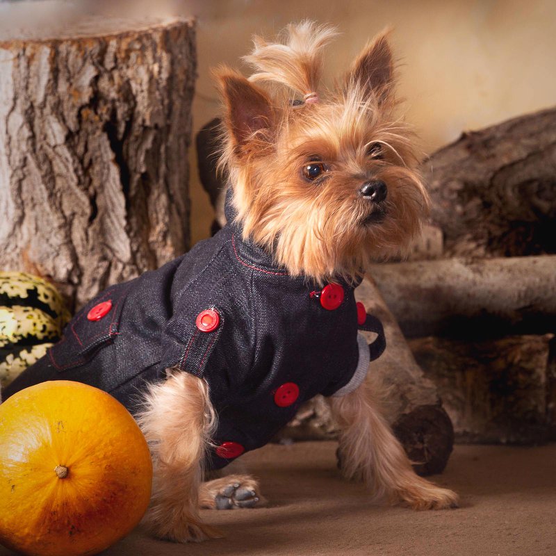 GentleDog - 4