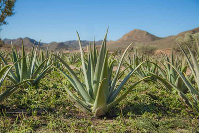 ATALAYA BIO