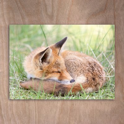 eye-comm Naturfotokarten