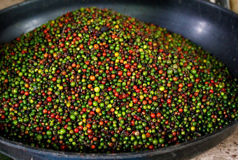 Pure Pepper - 4
