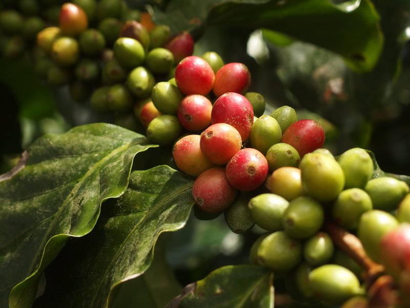 Café Chavalo eG - 5
