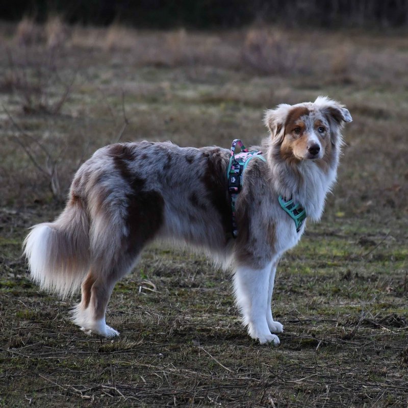 Goofy Goldens - 8