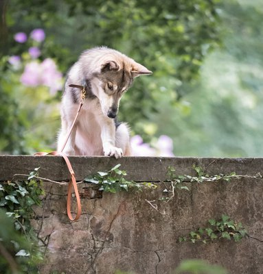 Lucky Leash