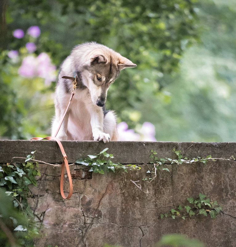 Lucky Leash - 2