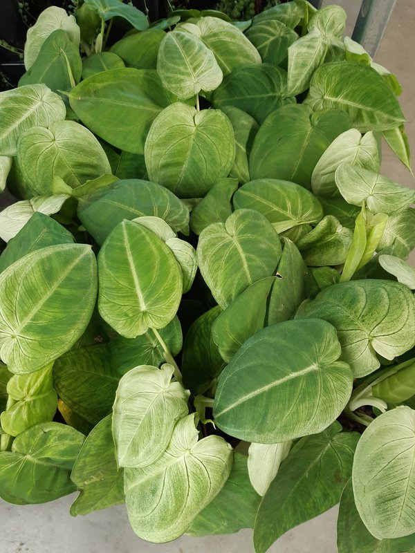 MEERgroothandel Planten - 4