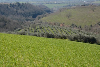 Azienda Agricola Biologica Podere Panolfo