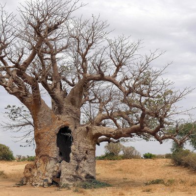 Mandinka Natural Products