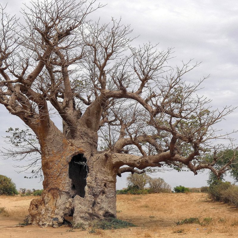 Mandinka Natural Products - 4
