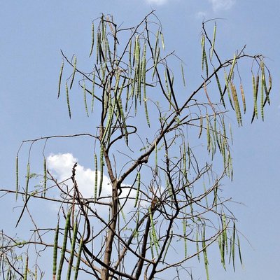 Mandinka Natural Products