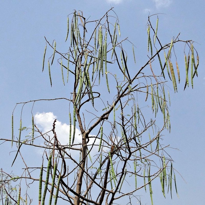 Mandinka Natural Products - 2
