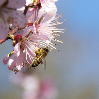 PureBee