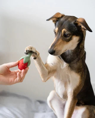 BUDDY. Hundezubehör