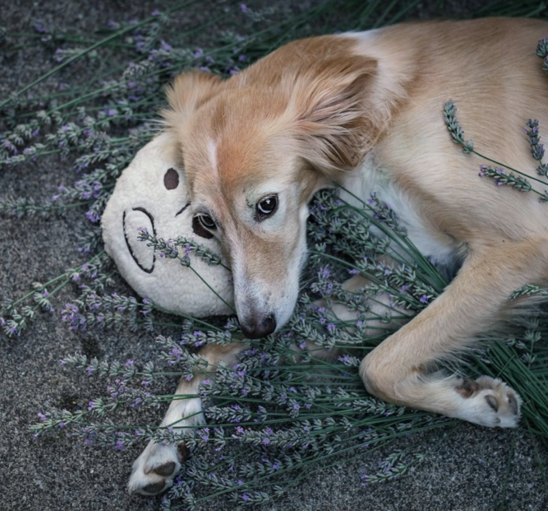 Dog Filou's® - 2