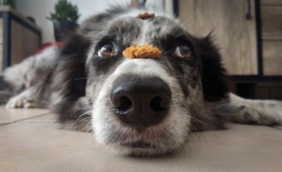 Scraps Gourmet