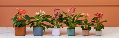 Blooming Luxury