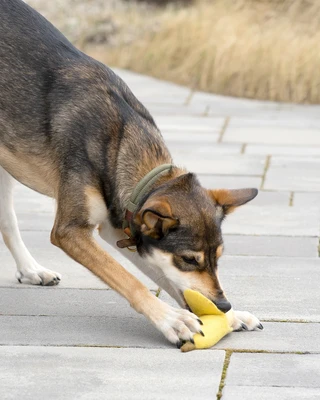 BUDDY. Hundezubehör