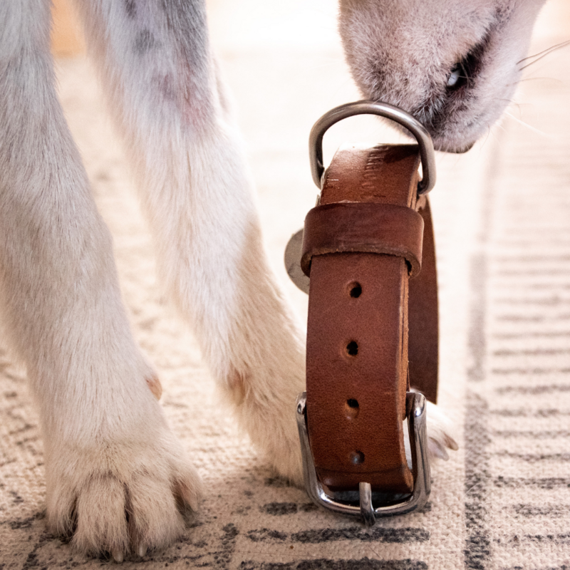 Cooper & Quint Dog Accessories - 1