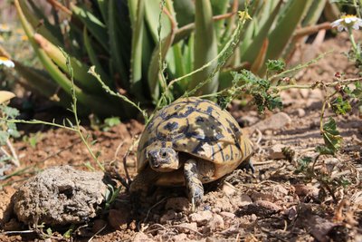 ATALAYA BIO