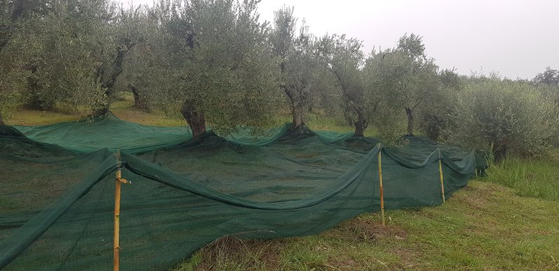 Azienda Agricola Biologica Podere Panolfo - 5