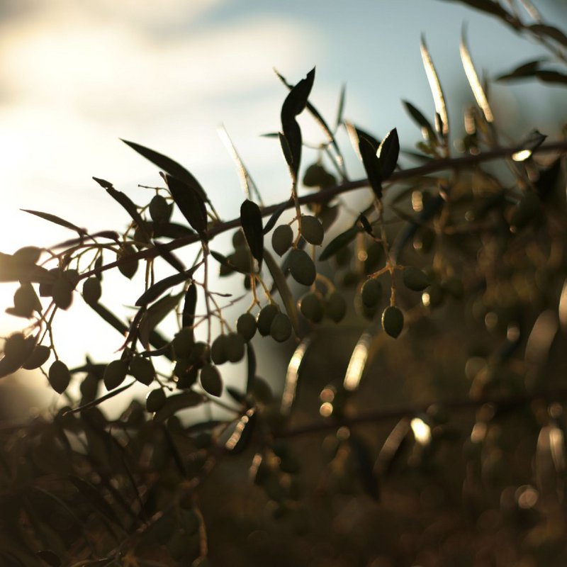LADOLEA OLIVE OIL - 3