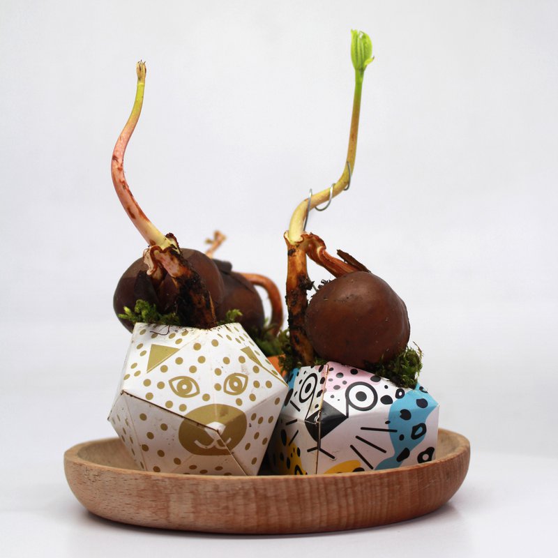 OriBon - 1