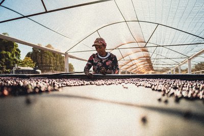 Golden Coffee GmbH (Franz Morish Kaffeerösterei)