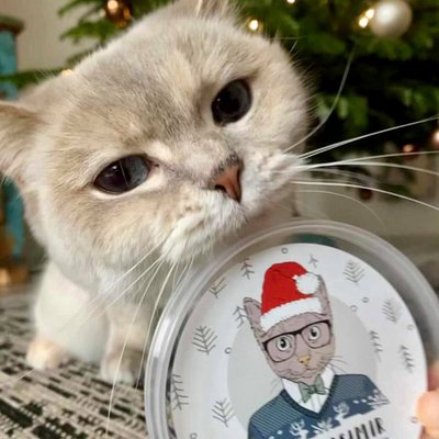 Kater Kasimir