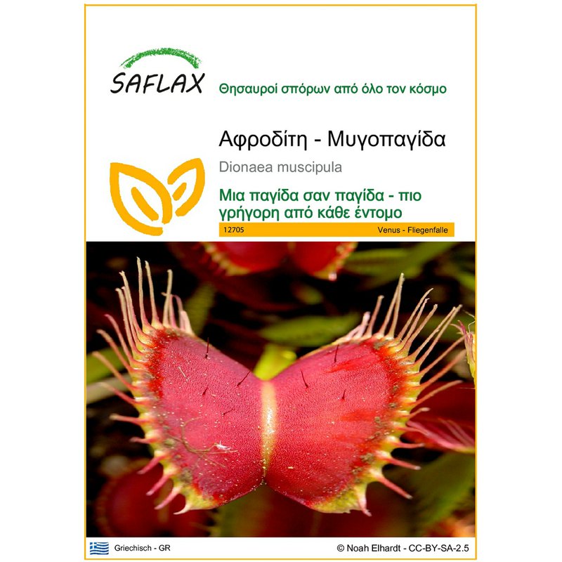 SAFLAX - 6