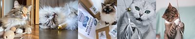 Kater Kasimir