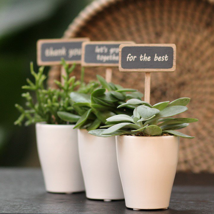 Promoplants - 2