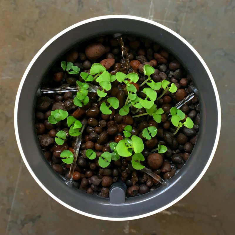 Botanium - 3