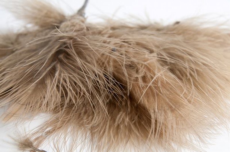 Enkels Feathers - 1