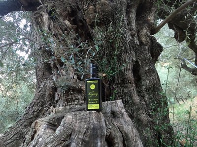AKRA MOREA OLIVE OIL